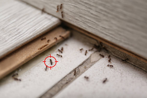 Best Exterminator Services  in Swannanoa, NC