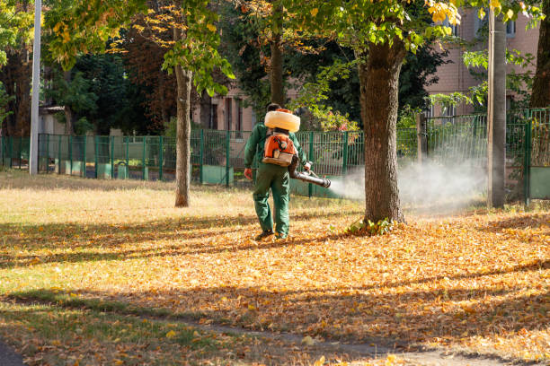 Reliable Swannanoa, NC Pest Control Solutions