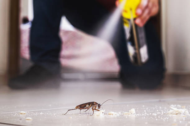 Best Affordable Pest Control Services  in Swannanoa, NC