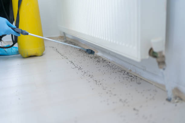 Pest Prevention Services in Swannanoa, NC